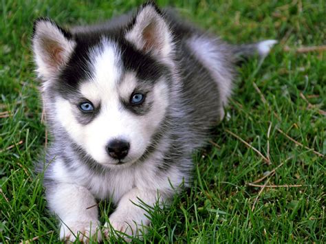 husky yuppi